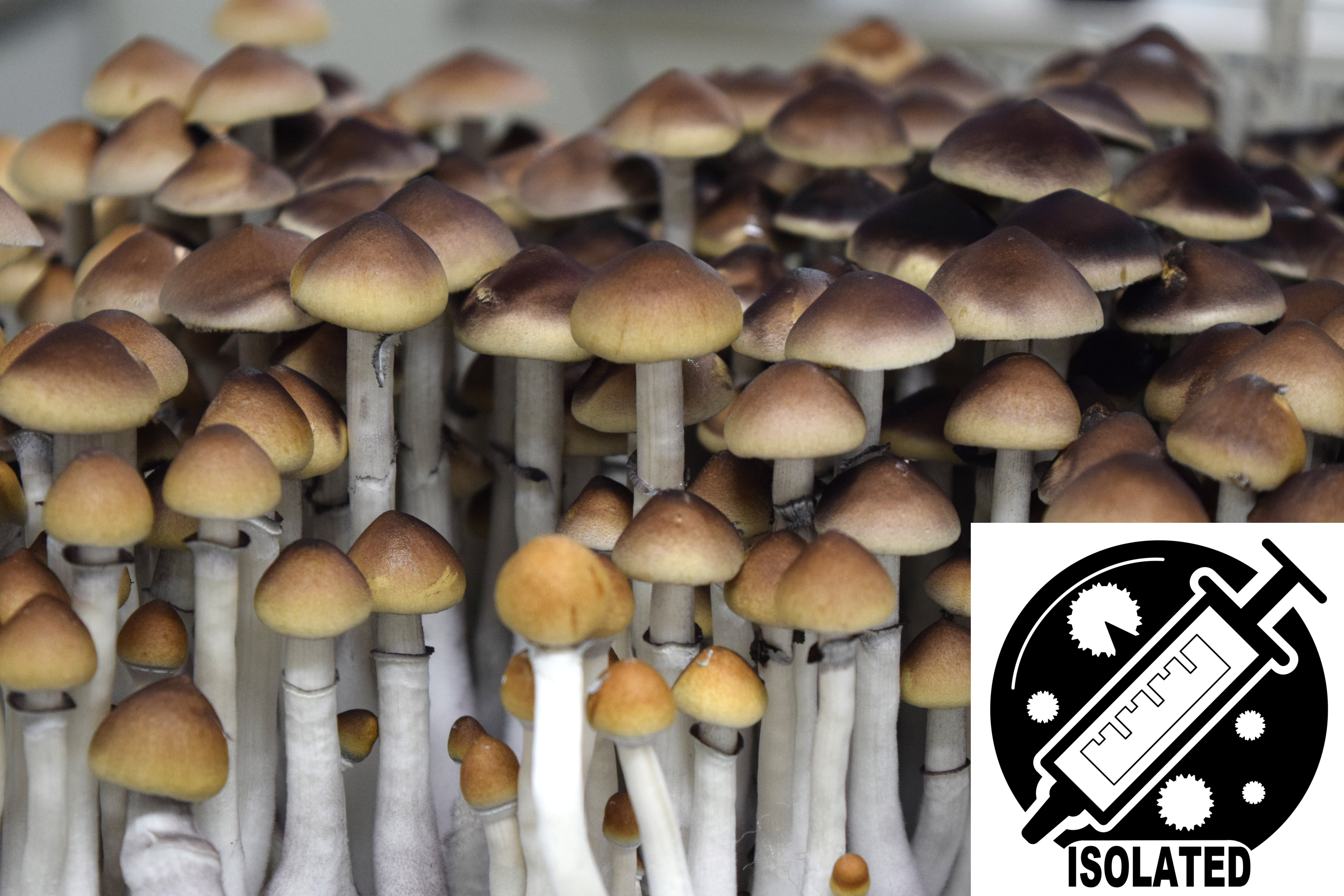 Psilocybe cubensis : A-strain Spore Isolate Syringe